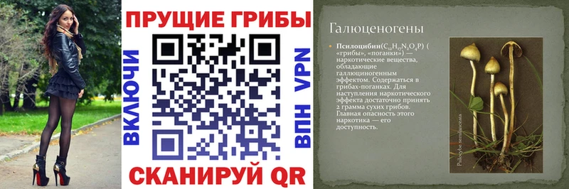 Купить где  Кизел  Псилоцибиновые грибы Psilocybine cubensis 